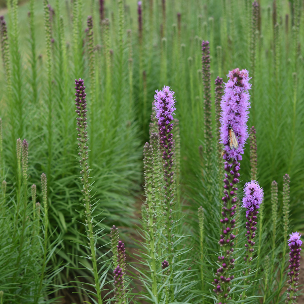 Liatris spicata (Dense Blazingstar)