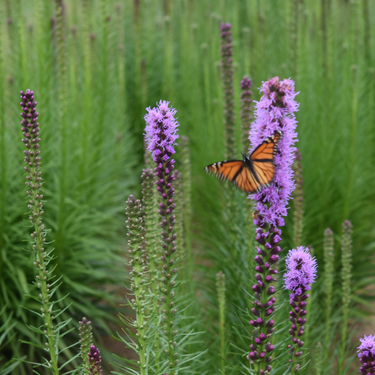Liatris spicata (Dense Blazingstar)