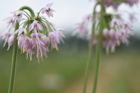 Allium cernuum (Nodding Onion)