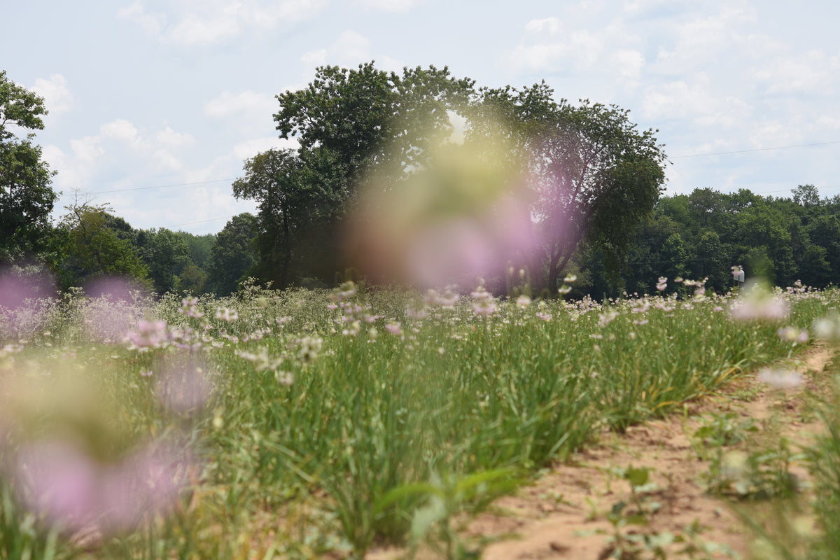 Allium cernuum (Nodding Onion)