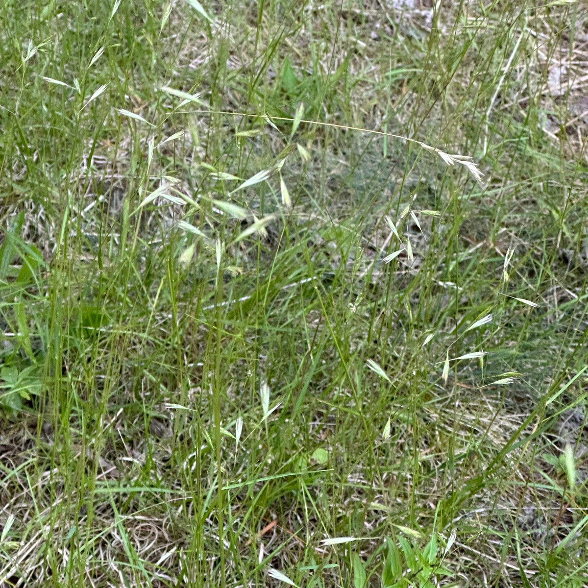 Danthonia spicata (Poverty Grass)