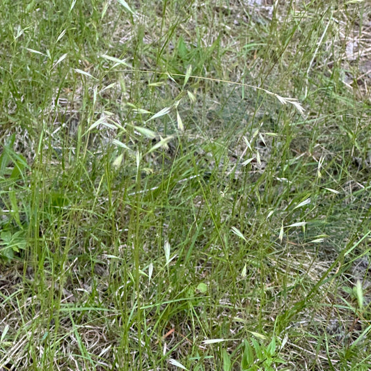 Danthonia spicata (Poverty Grass)