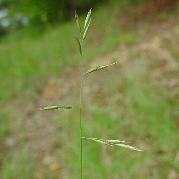 Danthonia spicata (Poverty Grass)