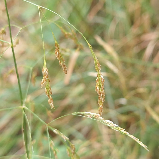 Deschampsia cespitosa (Tufted Hairgrass)