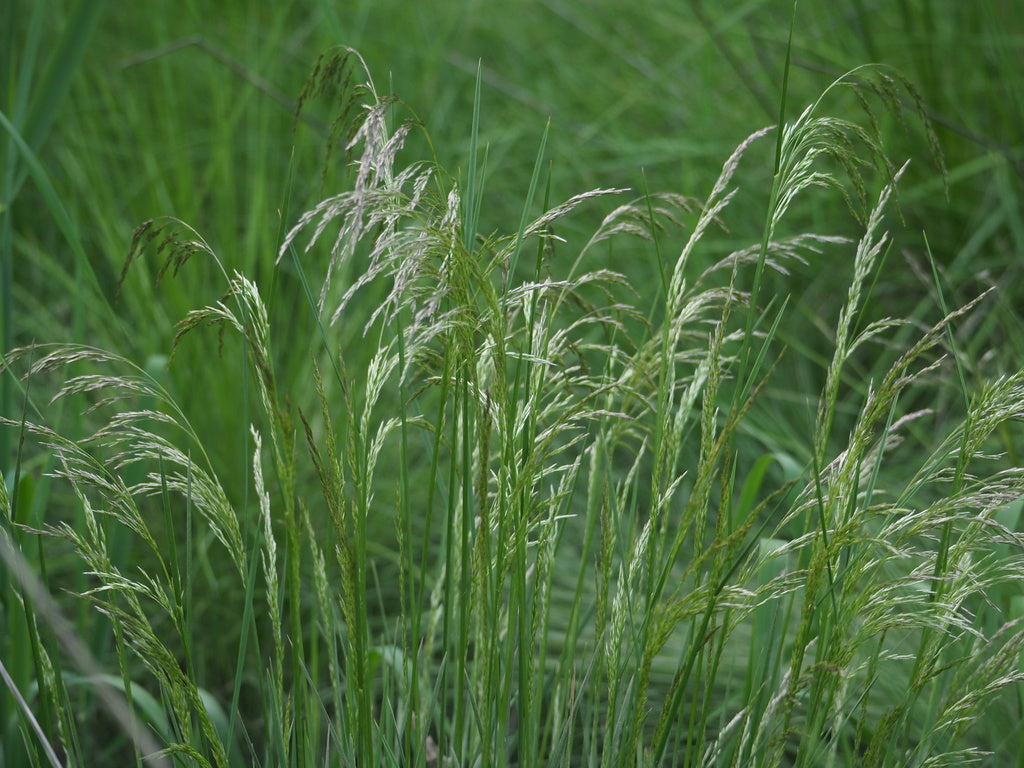 Deschampsia cespitosa (Tufted Hairgrass)