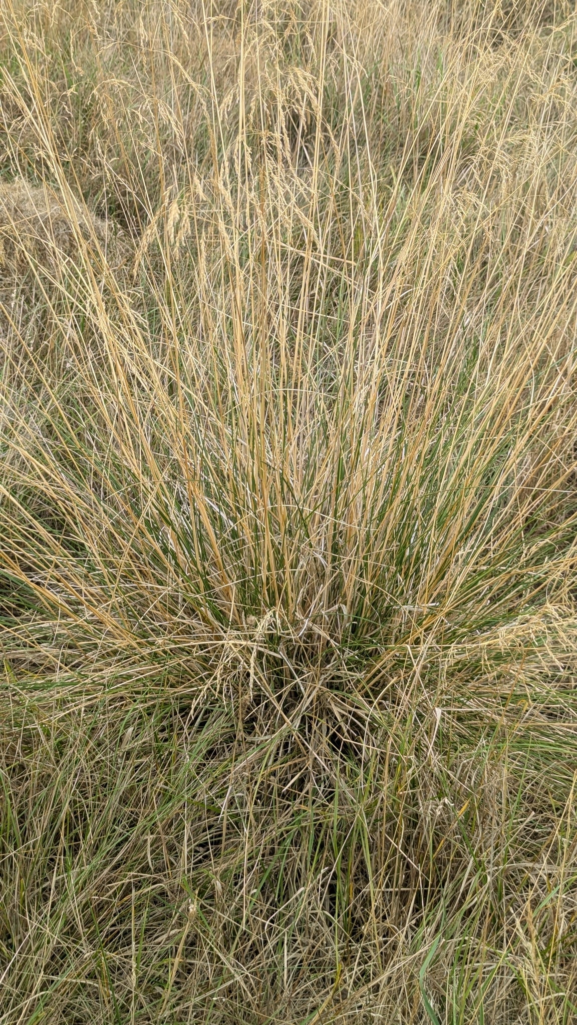 Deschampsia cespitosa (Tufted Hairgrass)