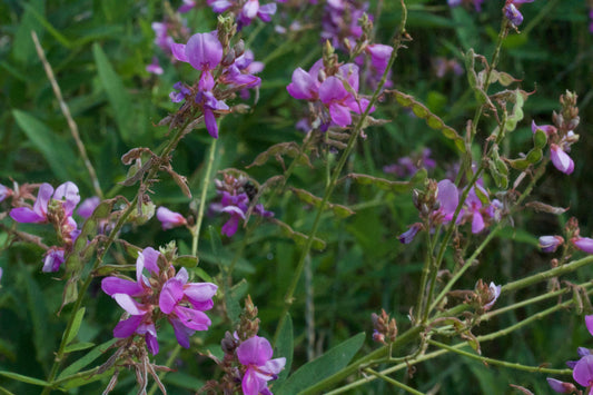 Desmodium canadense (Showy Tick-Trefoil)