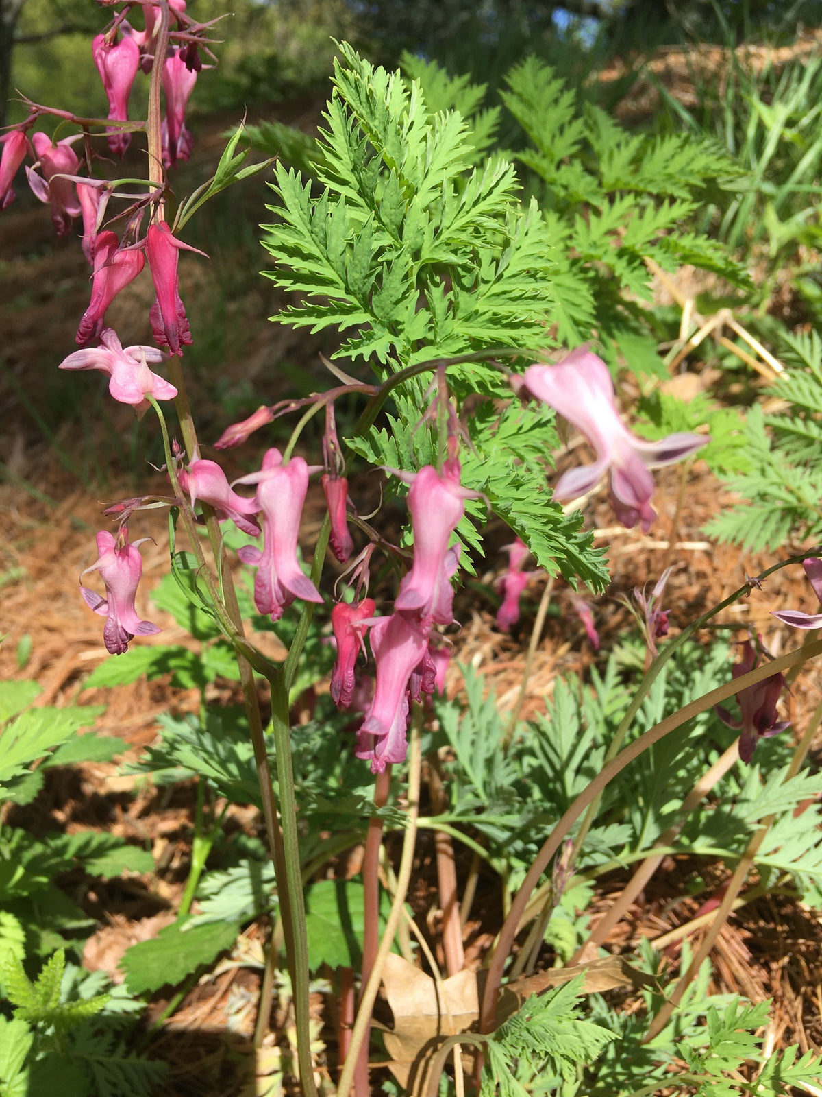 Dicentra eximia (Wild Bleeding Heart)