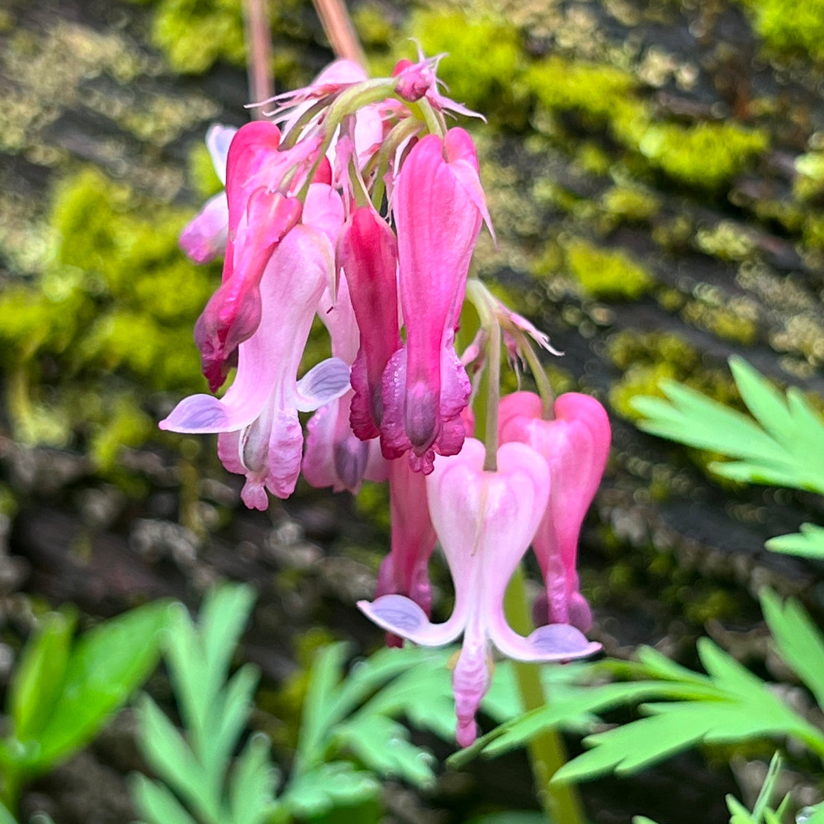 Dicentra eximia (Wild Bleeding Heart)