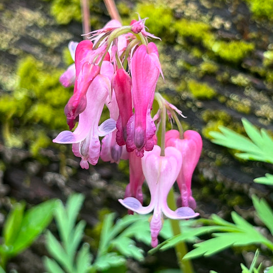 Dicentra eximia (Wild Bleeding Heart)