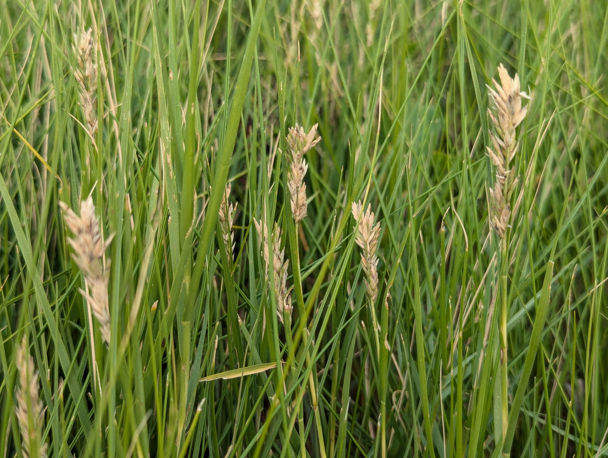 Distichlis spicata (Spike Grass)