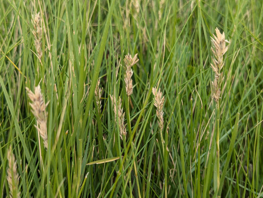 Distichlis spicata (Spike Grass)