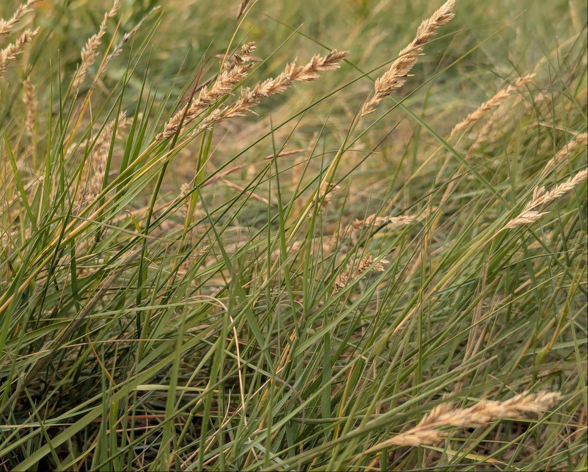 Distichlis spicata (Spike Grass)