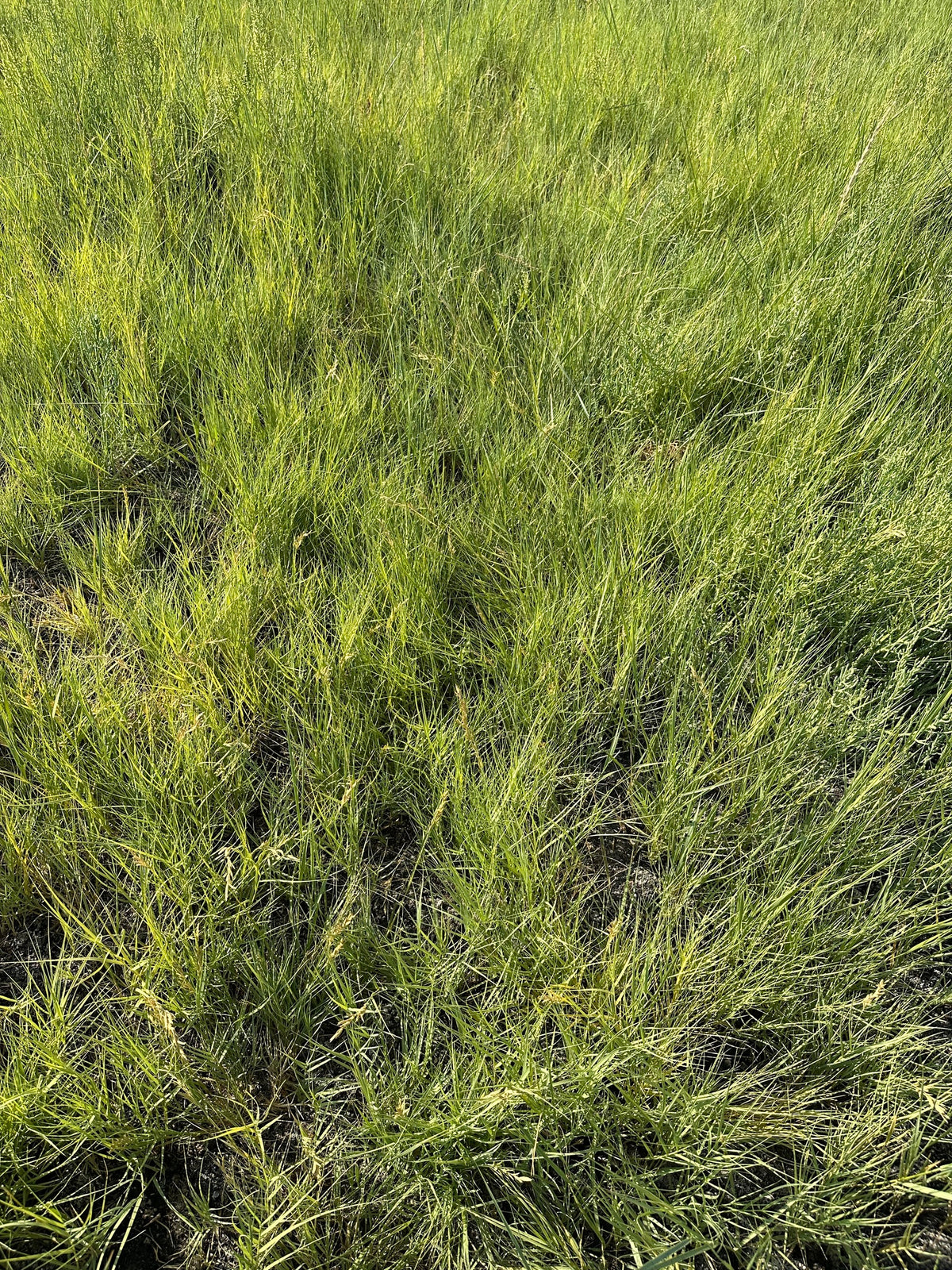 Distichlis spicata (Spike Grass)