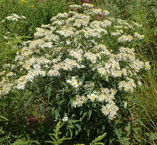 Doellingeria umbellata (Flat-Topped White Aster)