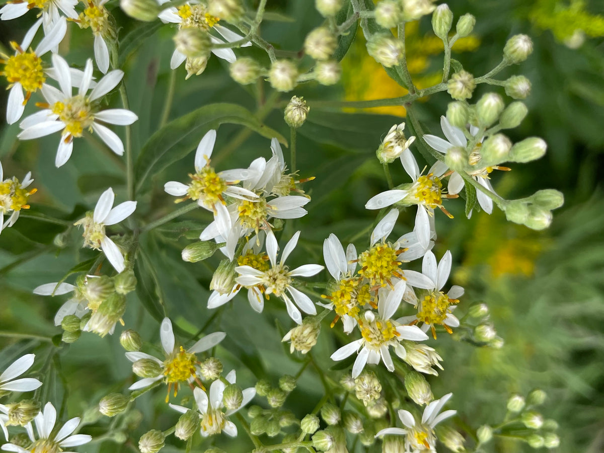 Doellingeria umbellata (Flat-Topped White Aster)