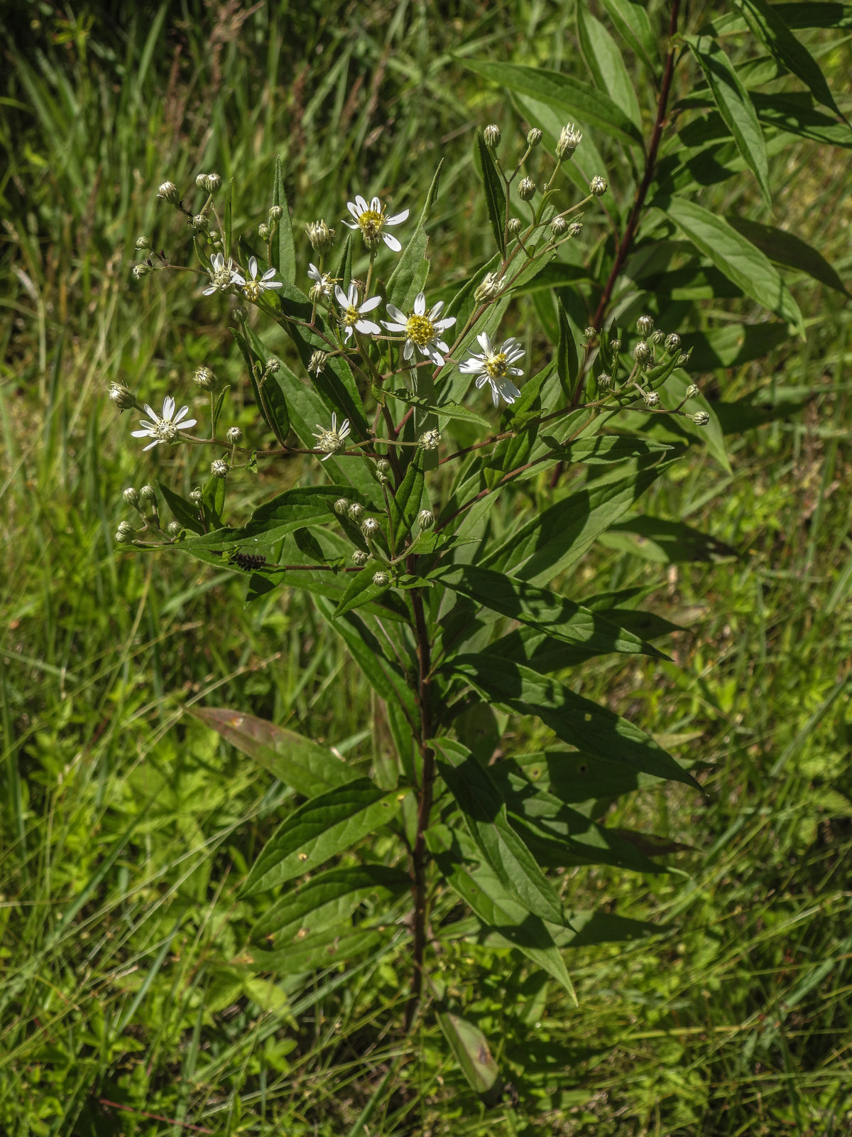 Doellingeria umbellata (Flat-Topped White Aster)