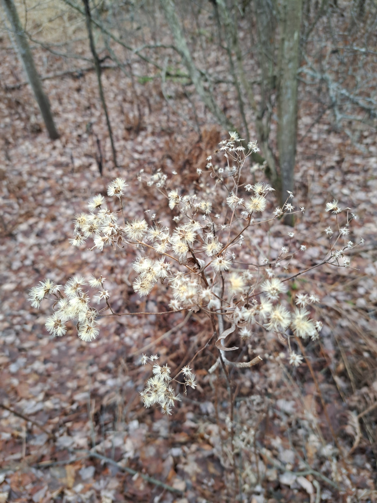 Doellingeria umbellata (Flat-Topped White Aster)