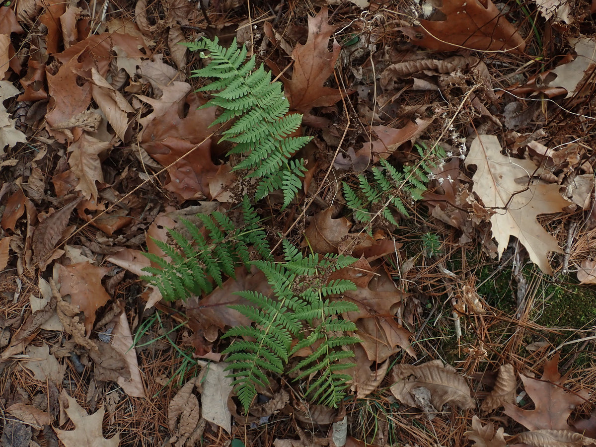 Dryopteris marginalis (Marginal Woodfern)