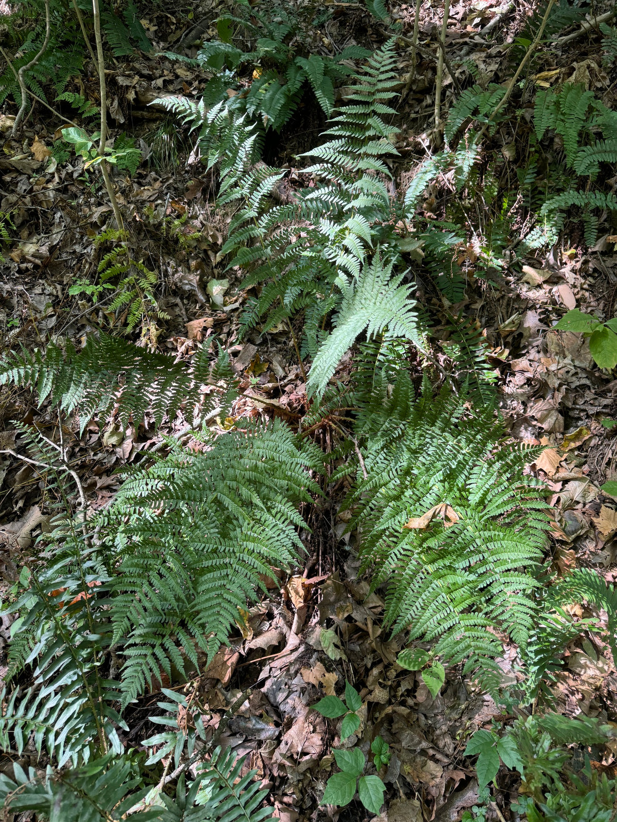 Dryopteris marginalis (Marginal Woodfern)