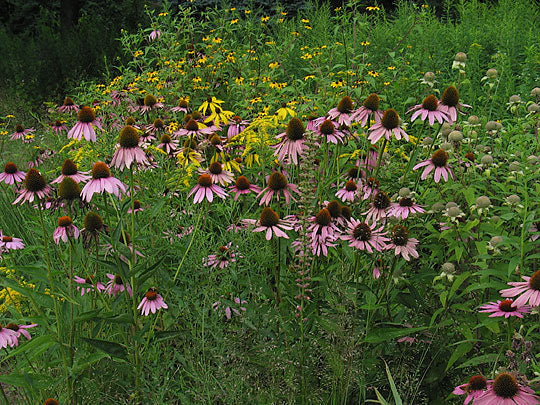 Echinacea purpurea (Purple Coneflower)