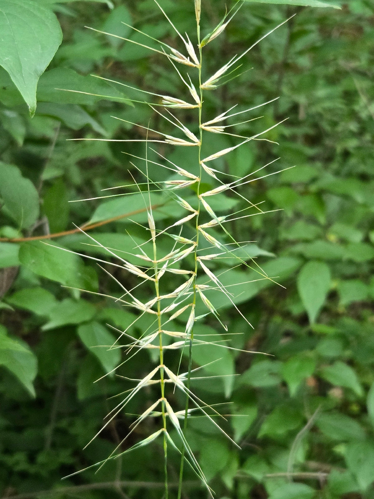 Elymus hystrix (Bottlebrush Grass)