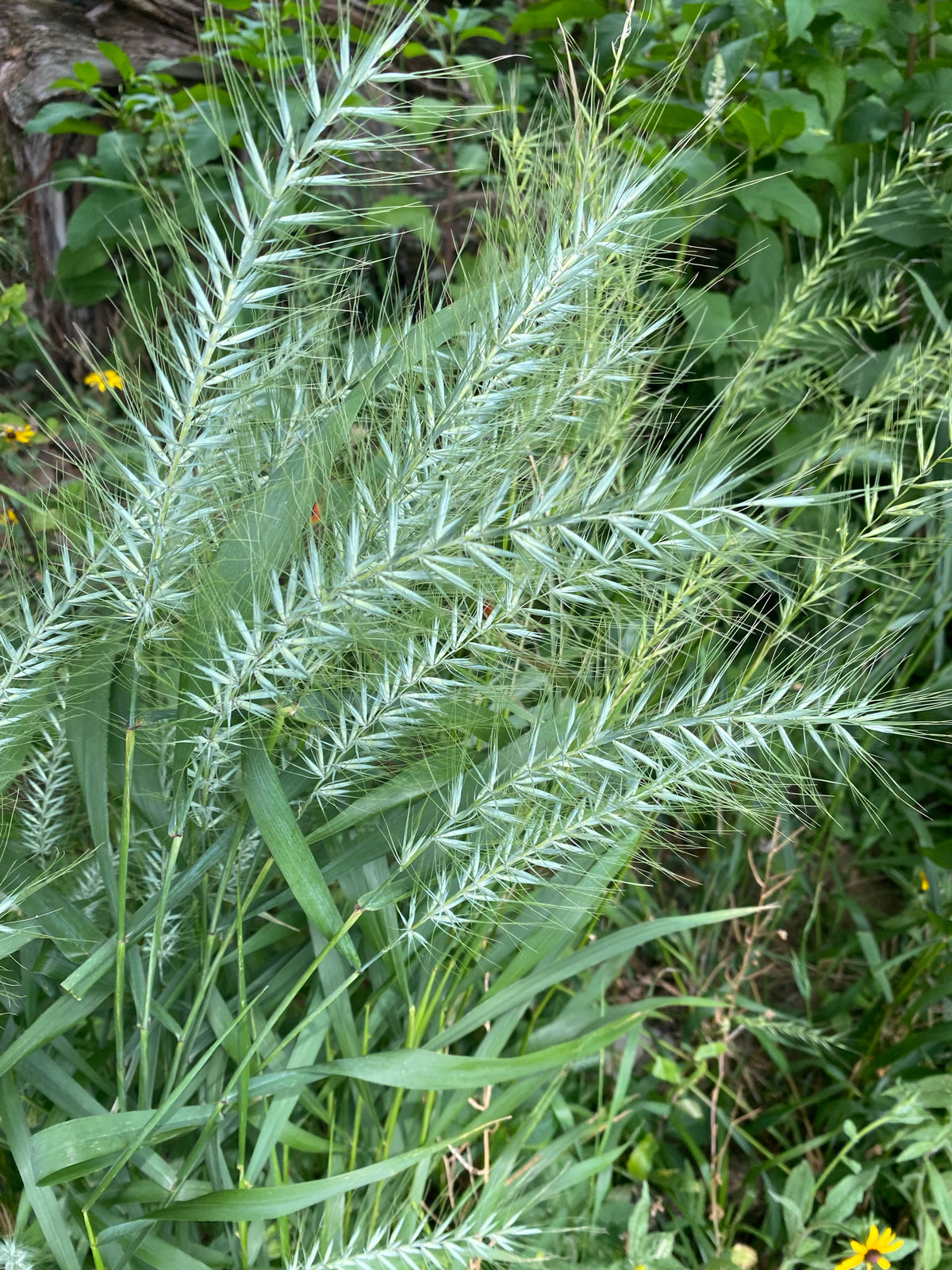 Elymus hystrix (Bottlebrush Grass)