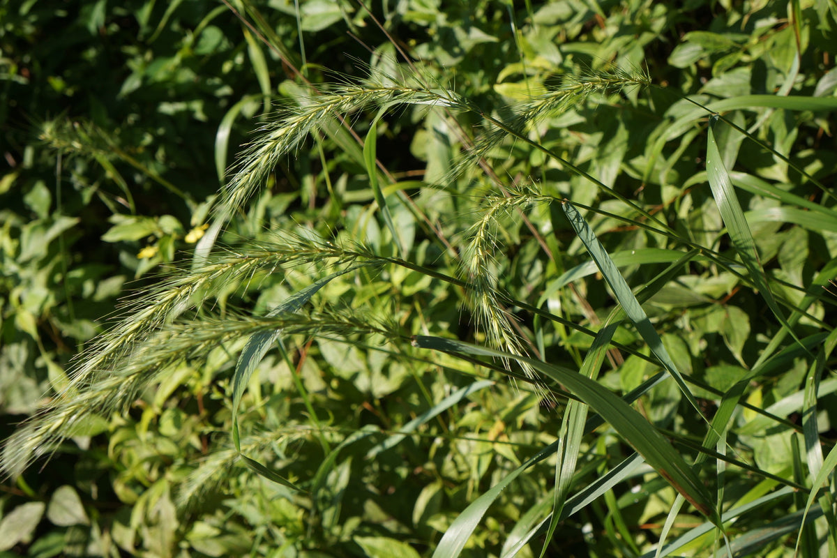 Elymus riparius (Riverbank Wild-Rye)
