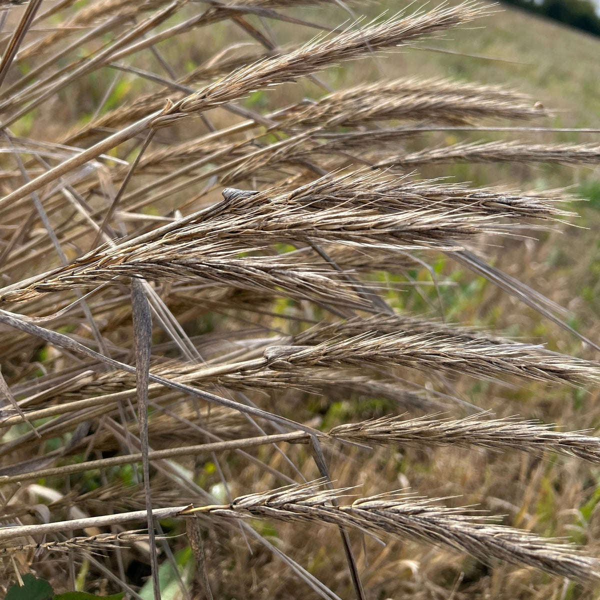 Elymus virginicus (Virginia Wild-Rye)