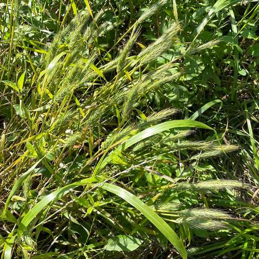 940: Deer Resistant Rain Garden Mix