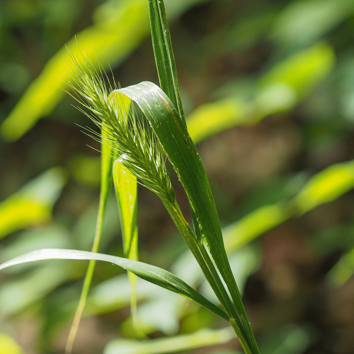Elymus virginicus (Virginia Wild-Rye)