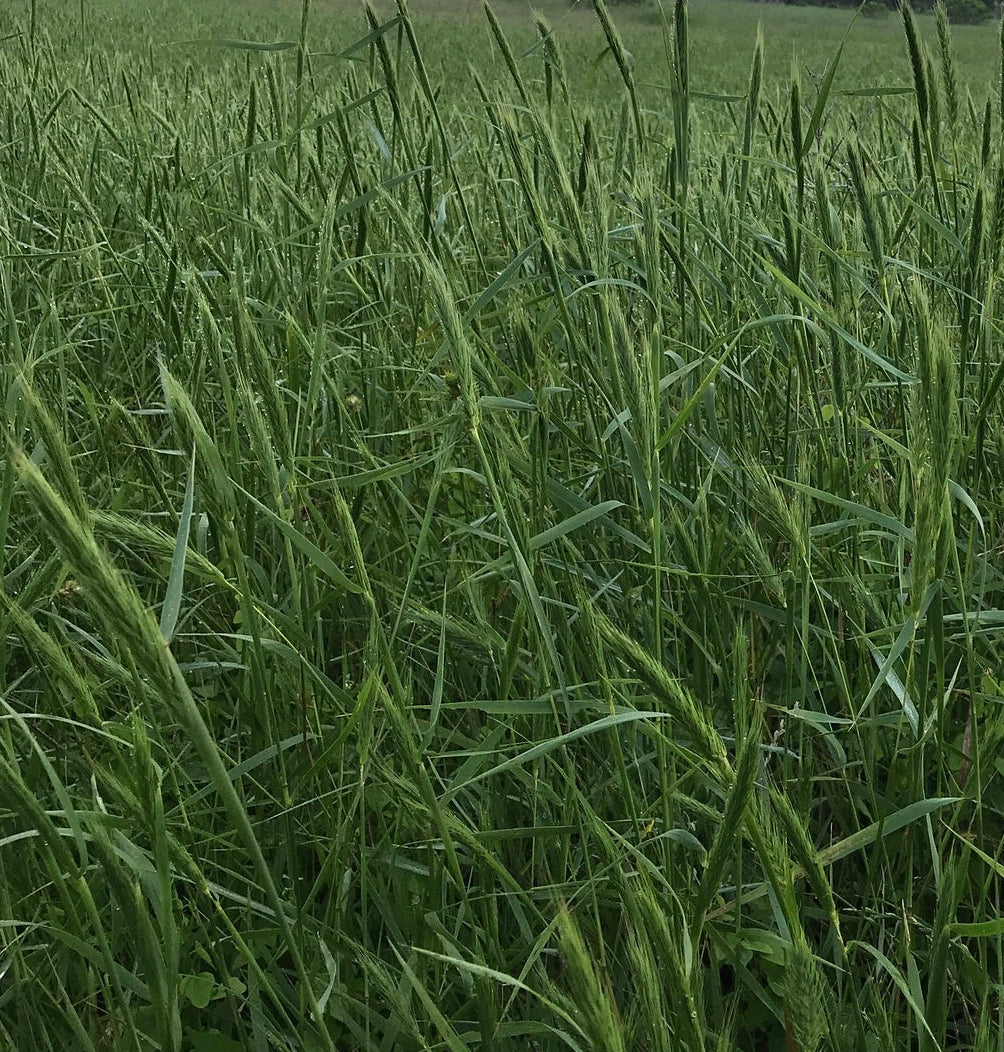 Elymus virginicus (Virginia Wild-Rye)