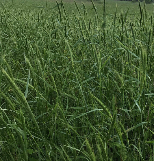 Elymus virginicus (Virginia Wild-Rye)