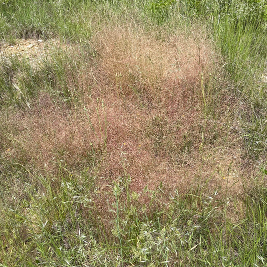 120: Beneficial Insect Mix