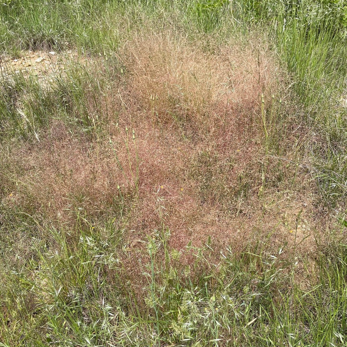 Eragrostis spectabilis (Purple Lovegrass)