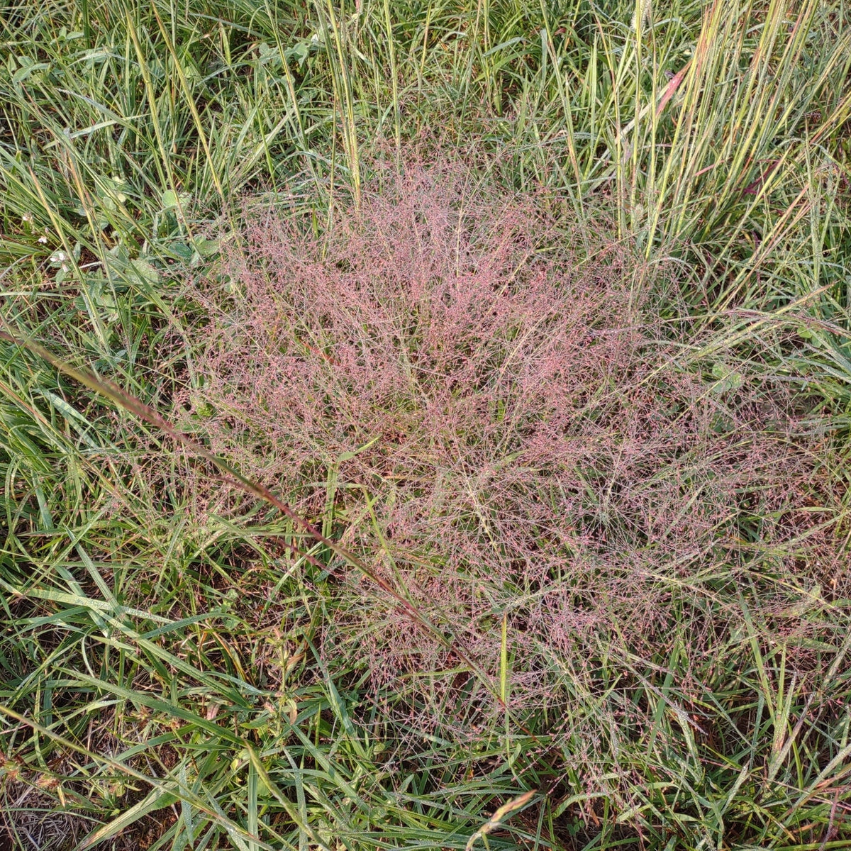 Eragrostis spectabilis (Purple Lovegrass)