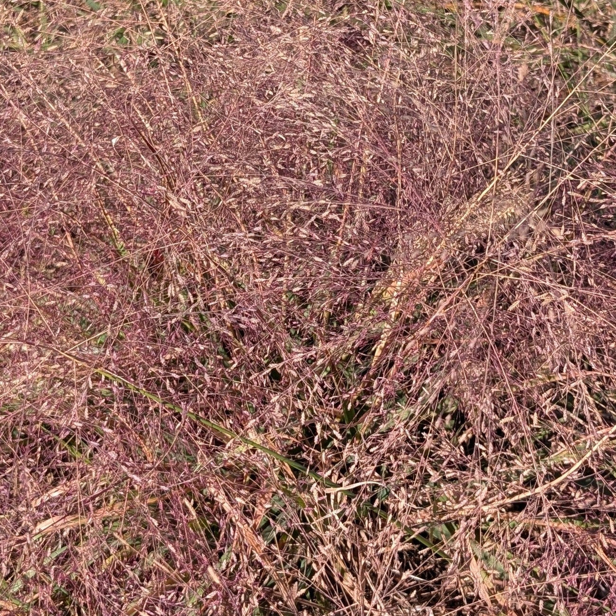 Eragrostis spectabilis (Purple Lovegrass)