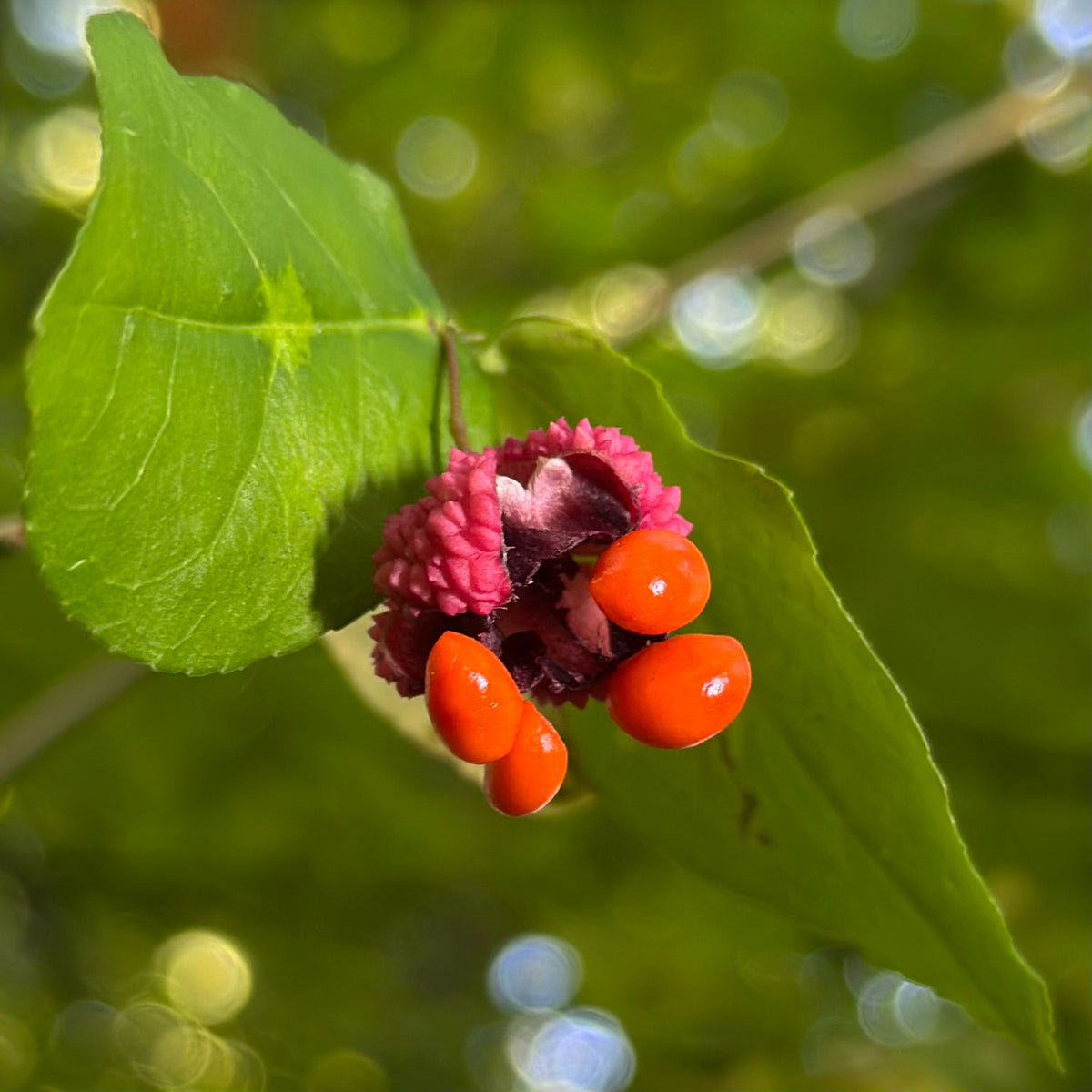 Euonymus americanus (American Strawberry Bush)