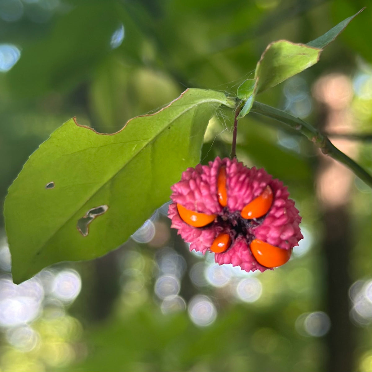 Euonymus americanus (American Strawberry Bush)
