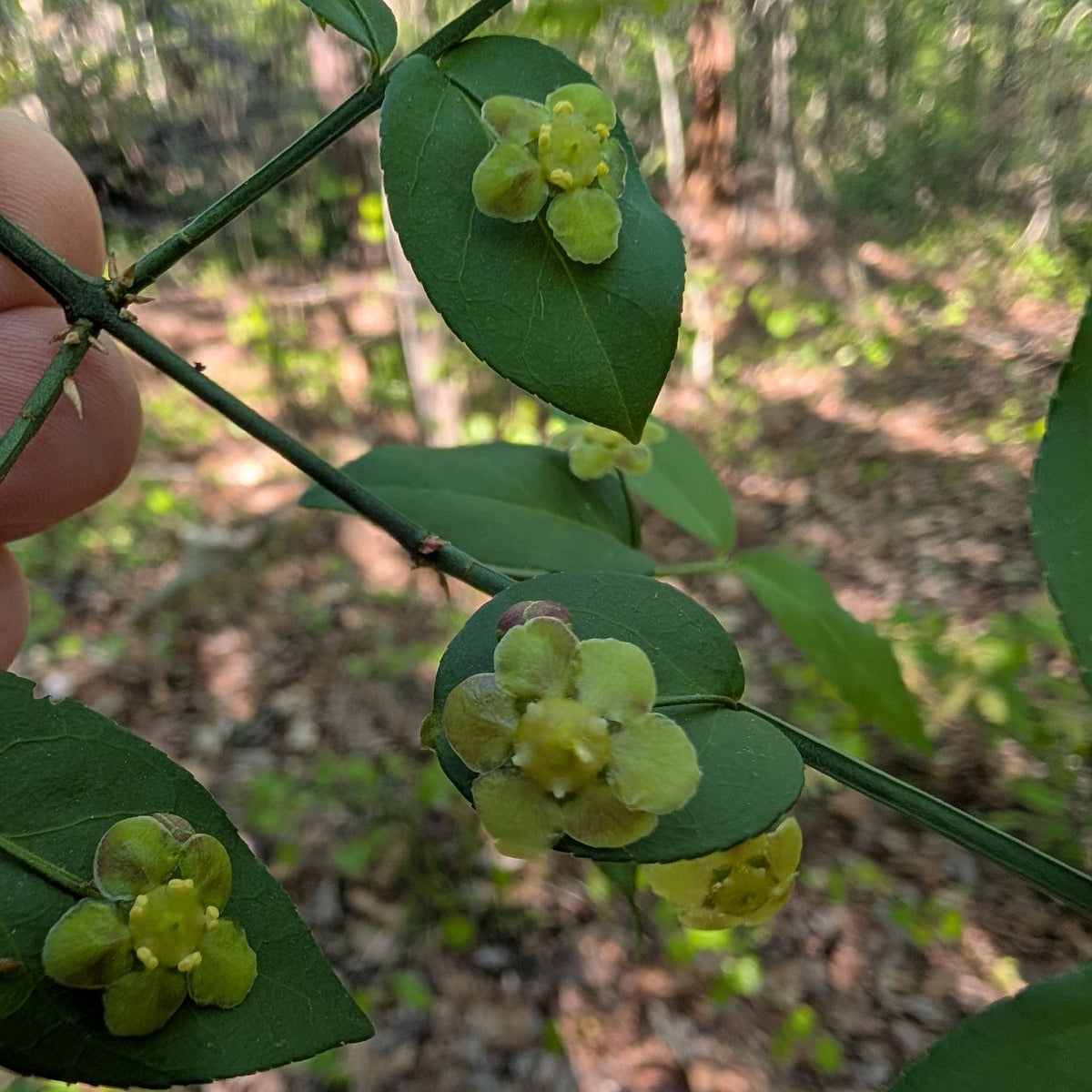 Euonymus americanus (American Strawberry Bush)