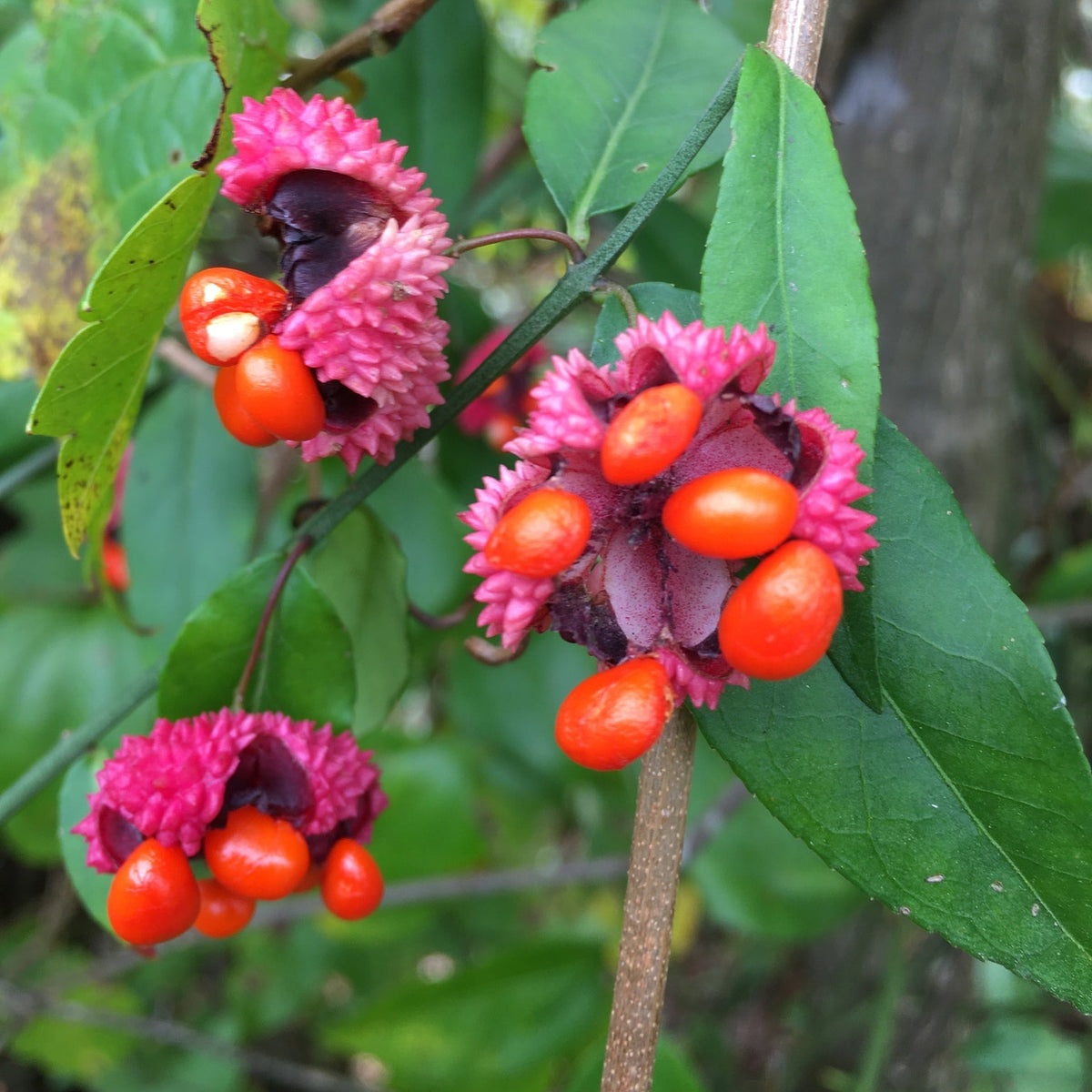 Euonymus americanus (American Strawberry Bush)