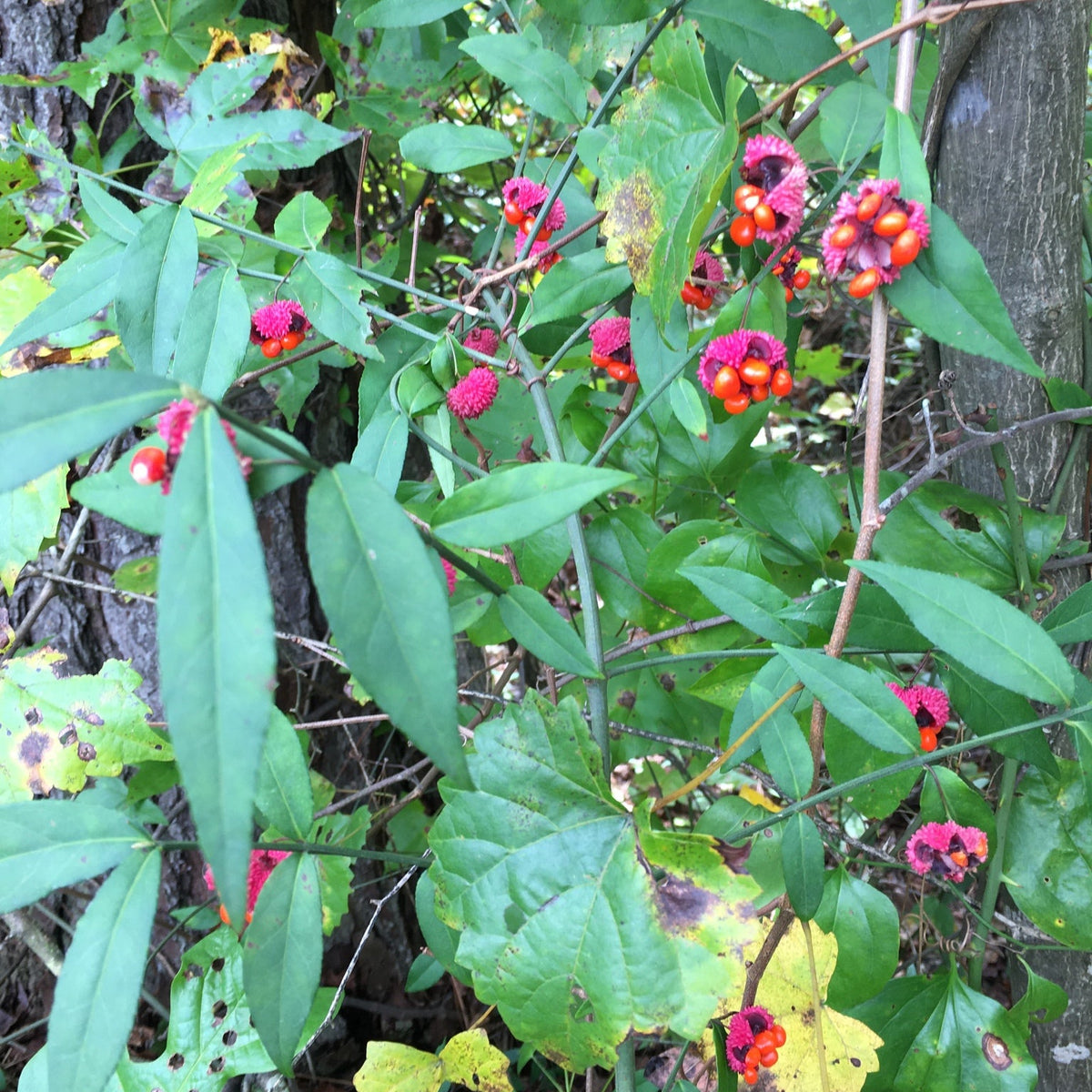 Euonymus americanus (American Strawberry Bush)