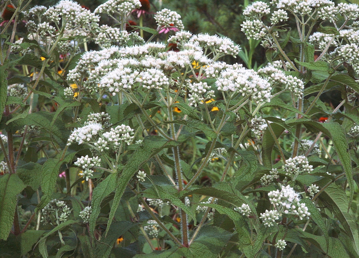102: Wet Site Pollinator Meadow Mix