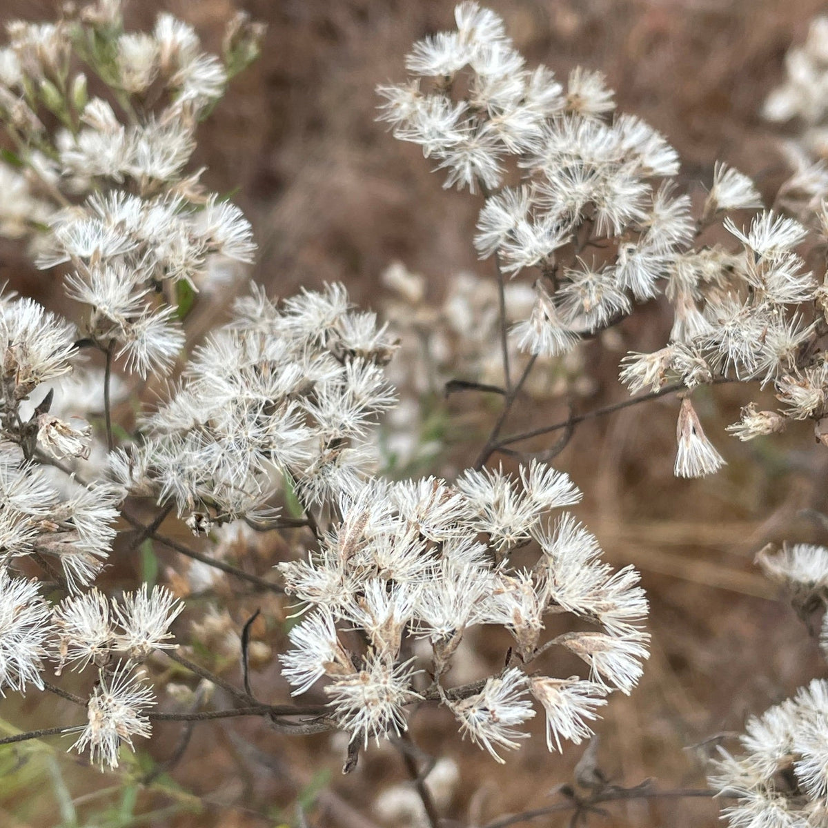Eupatorium hyssopifolium (Hyssop-Leaf Thoroughwort)