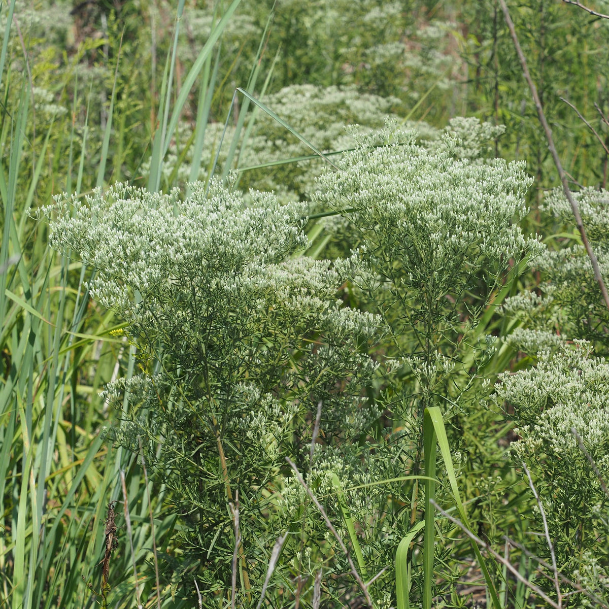 Eupatorium hyssopifolium (Hyssop-Leaf Thoroughwort)