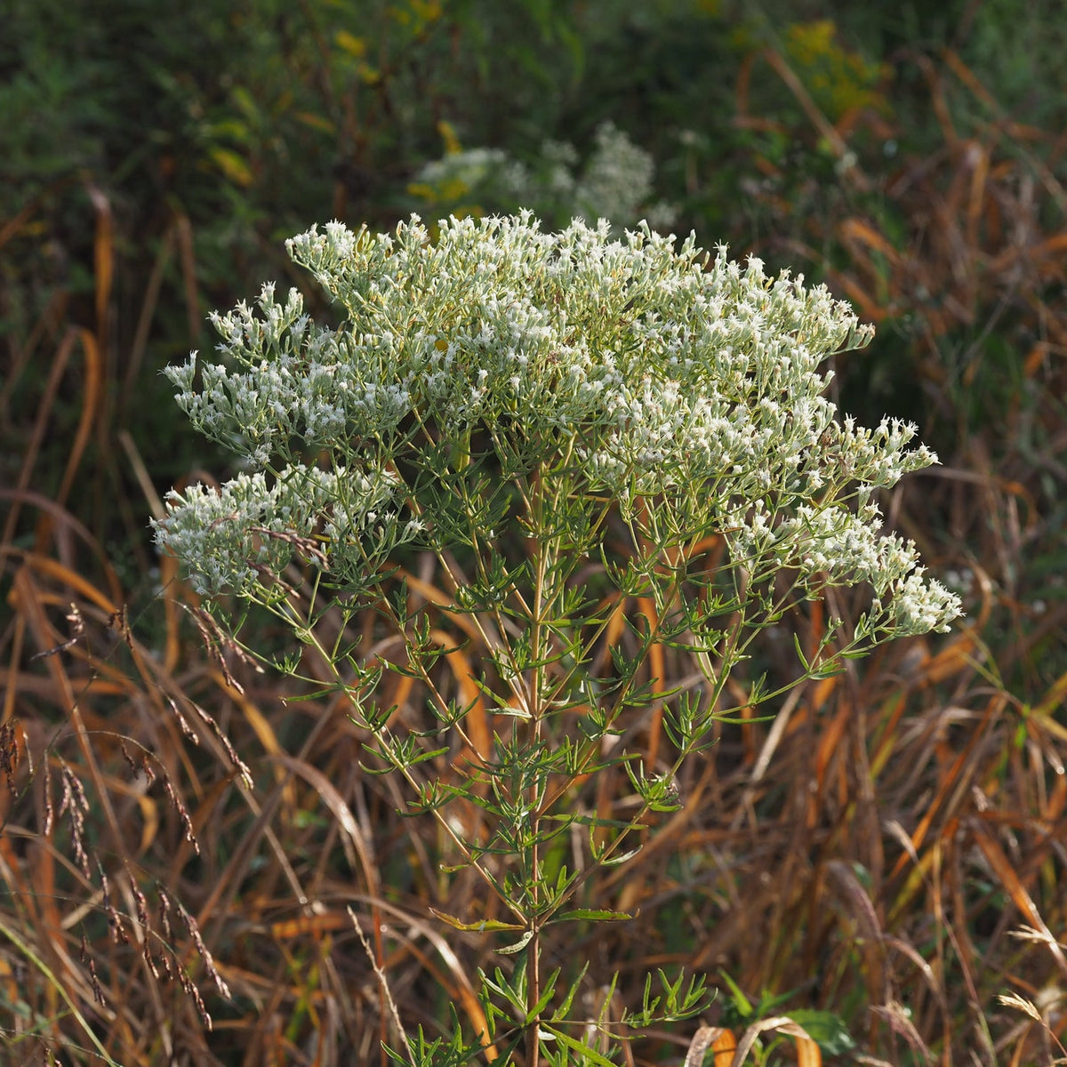Eupatorium hyssopifolium (Hyssop-Leaf Thoroughwort)