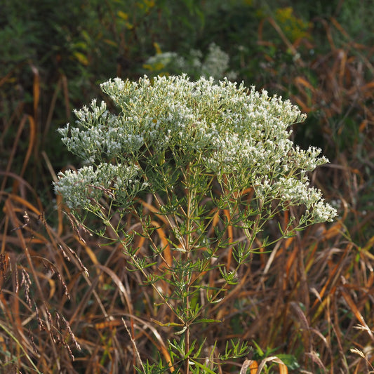 Eupatorium hyssopifolium (Hyssop-Leaf Thoroughwort)