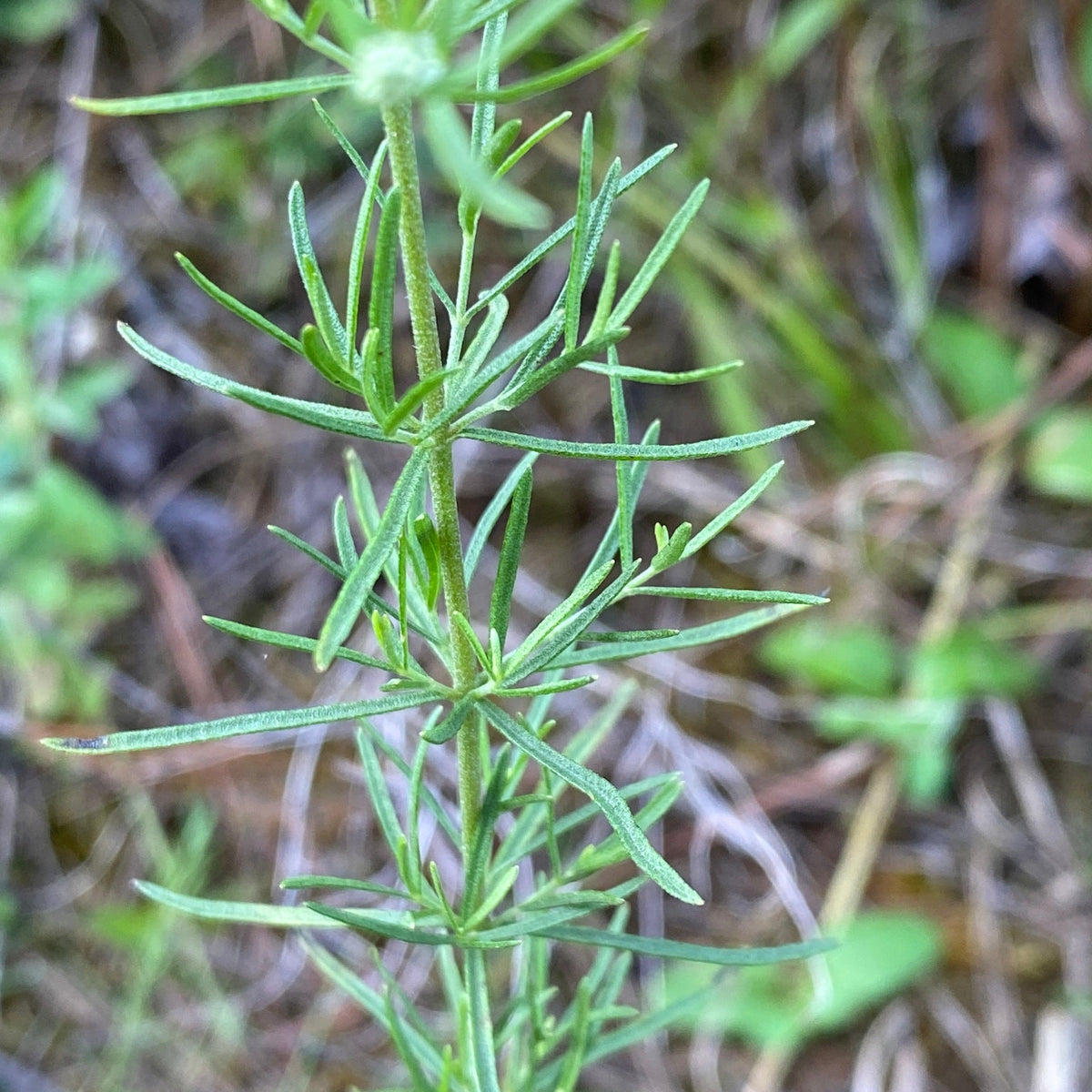 Eupatorium hyssopifolium (Hyssop-Leaf Thoroughwort)