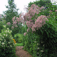 Eutrochium purpureum (Purple Joe-Pye Weed)