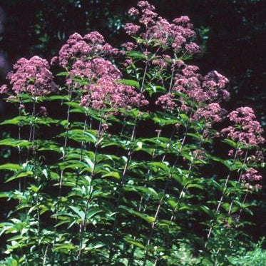 Eutrochium purpureum (Purple Joe-Pye Weed)